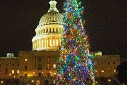 Capitol Tree 242x300