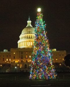 Capitol Tree 242x300