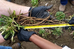 Taraxacum kok-saghyz roots