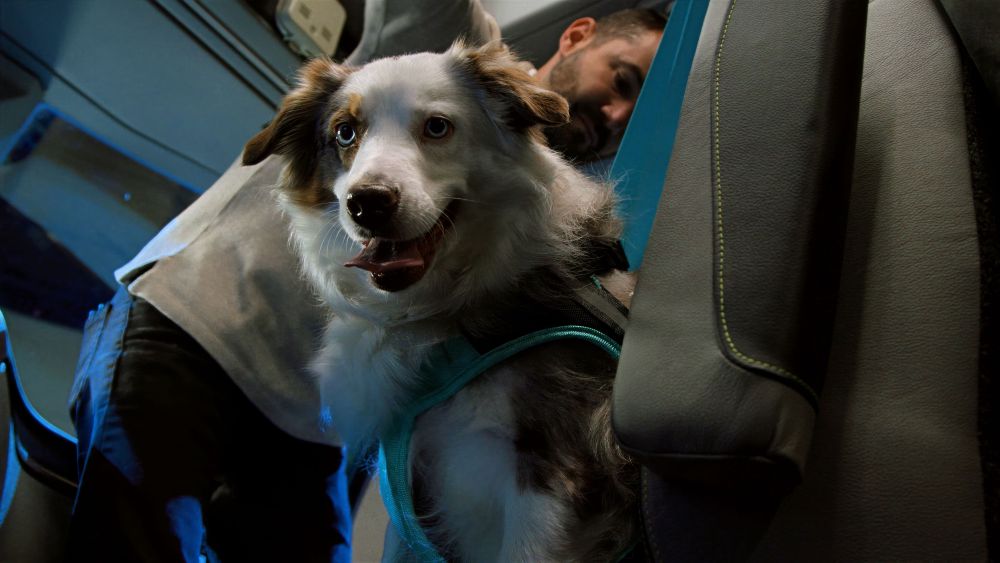Volvo and the Center for Pet Safety recently tested the VNL for drivers' furry friends.