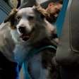 Volvo and the Center for Pet Safety recently tested the VNL for drivers' furry friends.