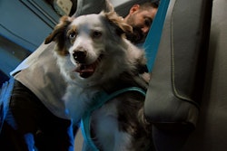 Volvo and the Center for Pet Safety recently tested the VNL for drivers' furry friends.