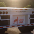 Great Dane Freedom Ultra (2)